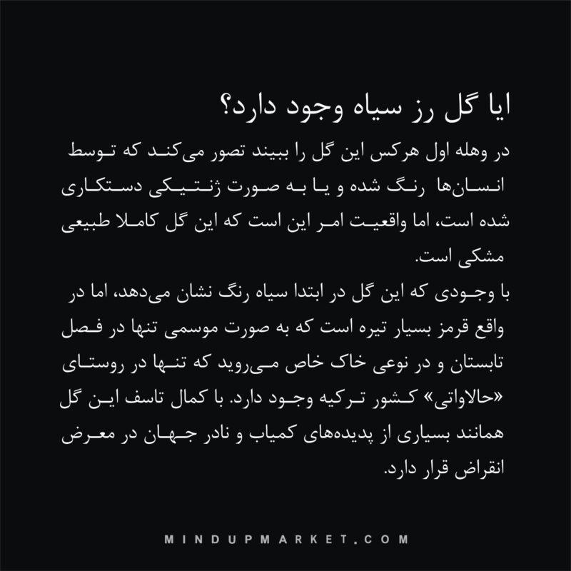 دستبند BLACK ROSE (رز سیاه) - Image 8