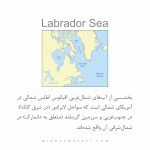 دستبند لابرادور (LABRADOR) - Image 10