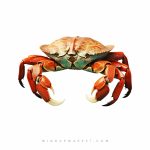 دستبند خرچنگ (LOBSTER) - Image 9