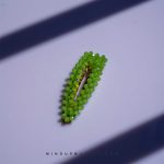 سنجاق سر کریستالی Cd - Image 3