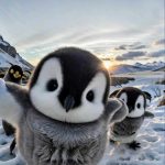 دستبند پنگوئن - Image 3