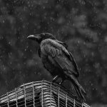 دستبند کلاغ سیاه - Image 6