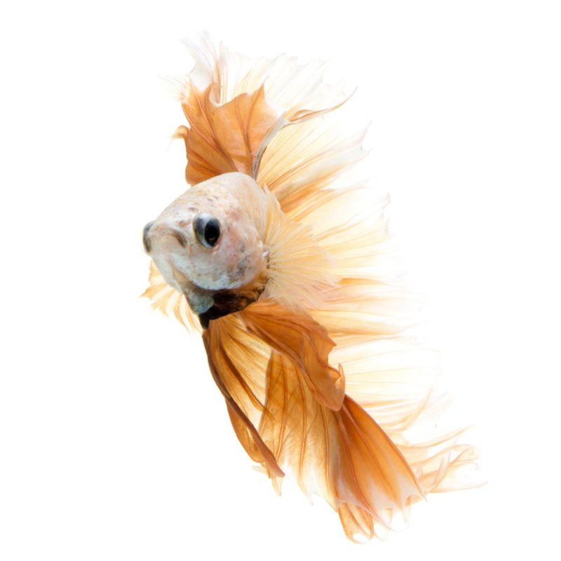 دستبند بتا - Image 4