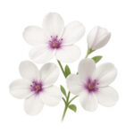 دستبند یاس - Image 3