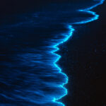 دستبند فیتوپلانکتون - Image 3