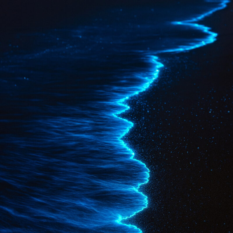 دستبند فیتوپلانکتون - Image 3