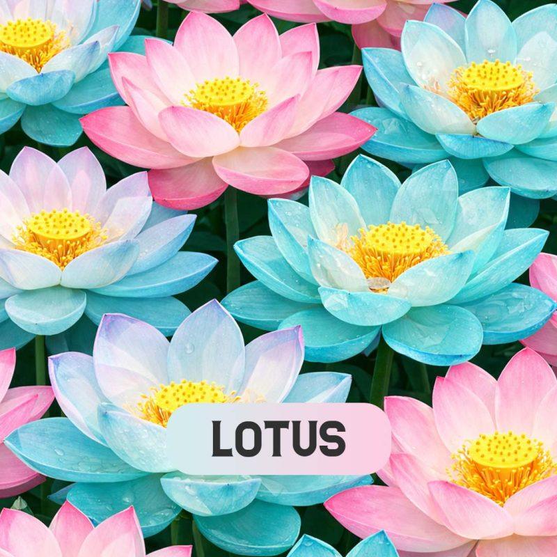 دستبند لوتوس آبی - Image 3