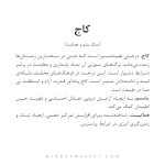 گردنبند کاج - Image 4