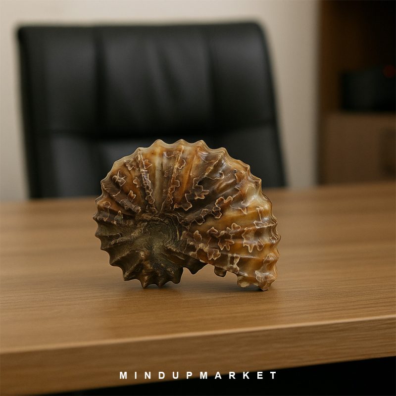 سنگ دکوراتیو فسیل آمونیت - Image 2