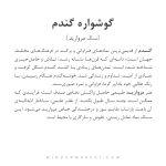 گوشواره گندم - Image 4