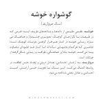 گوشواره خوشه - Image 4