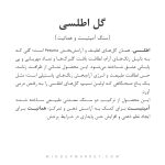گوشواره گل اطلسی - Image 4