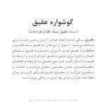 گوشواره عقیق - Image 2