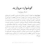 گوشواره مروارید - Image 2