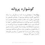 گوشواره پروانه - Image 3